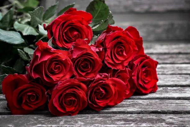 Single Rose