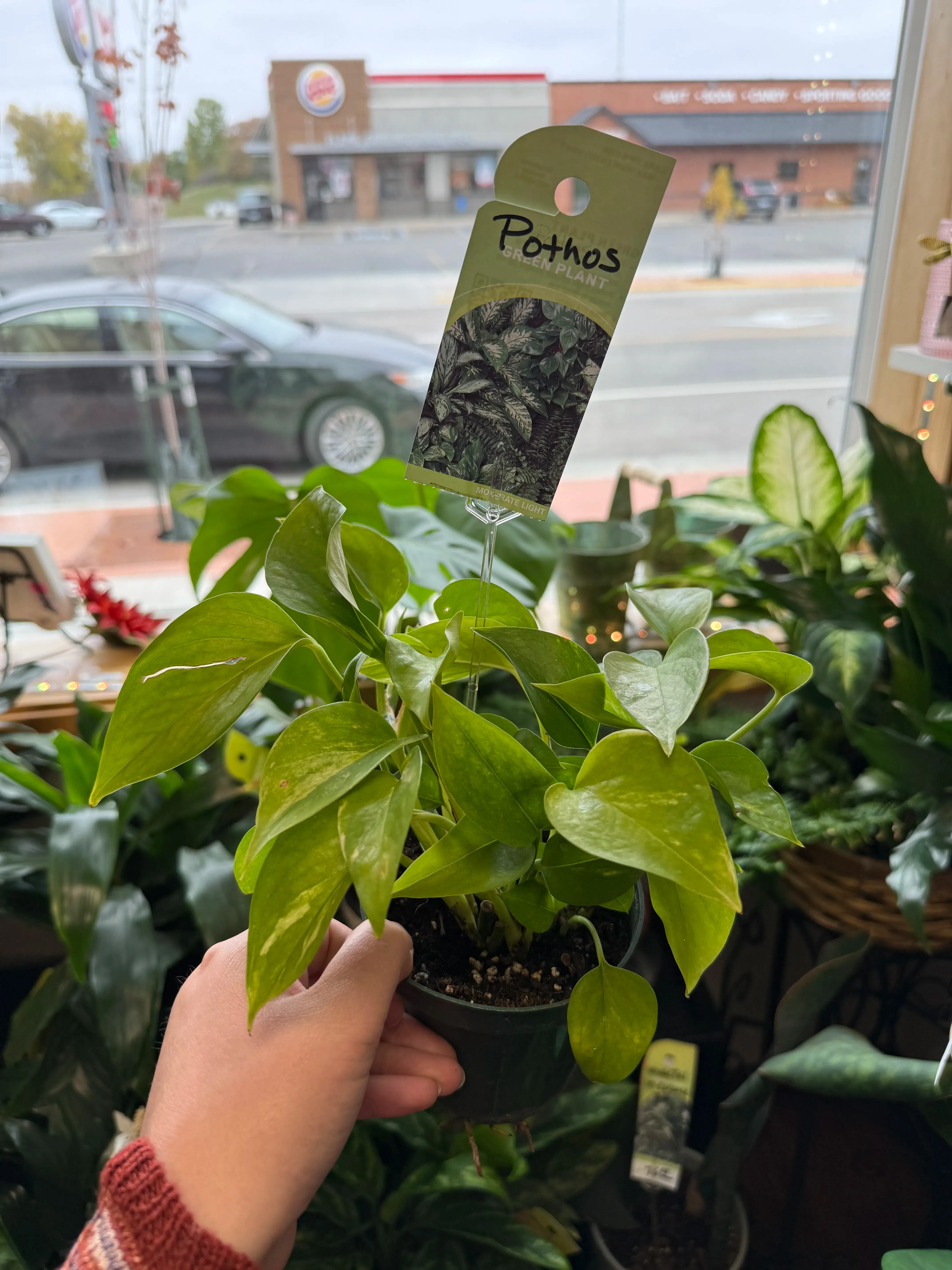 4" Green Plant 4" Green Plant