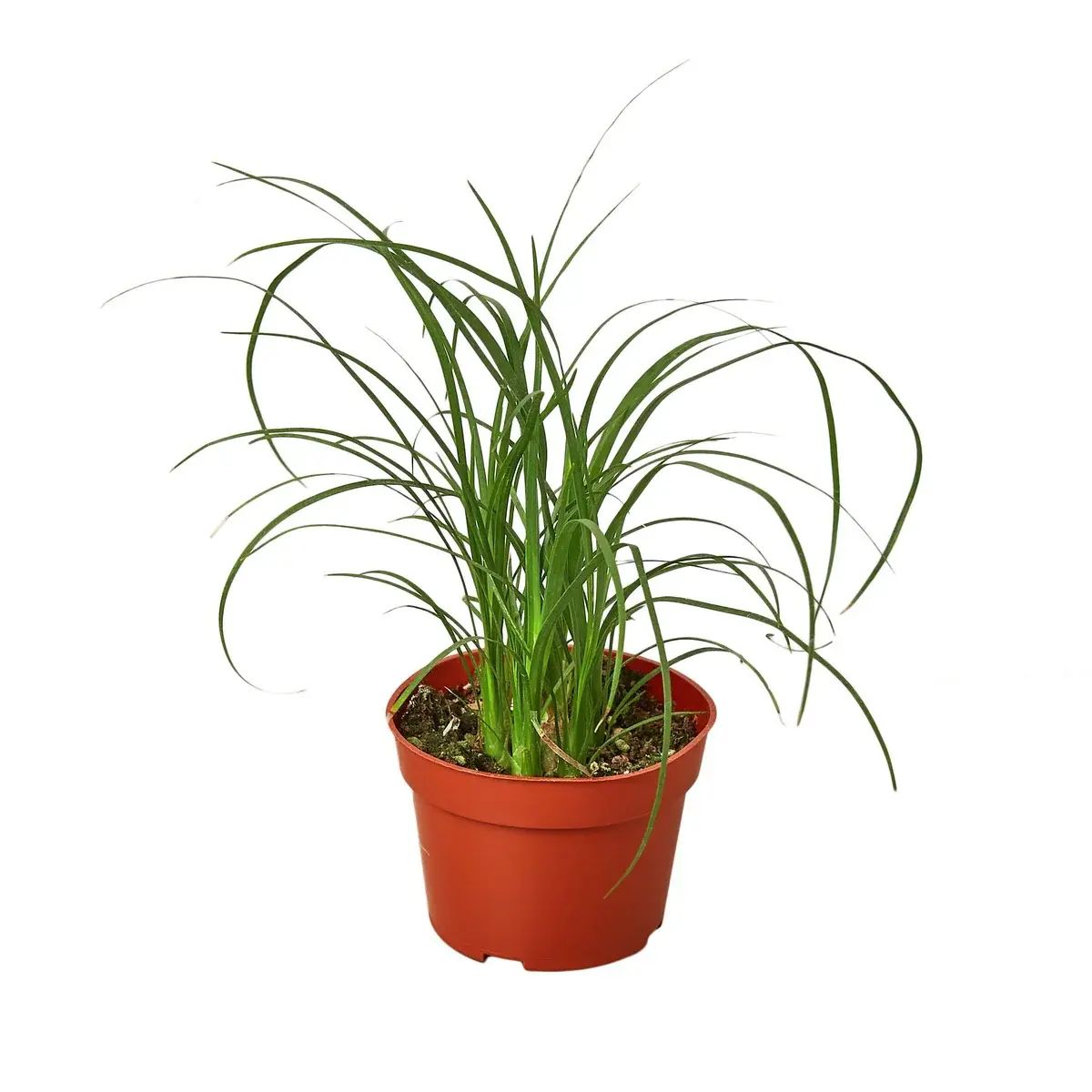 Ponytail Palm Plant