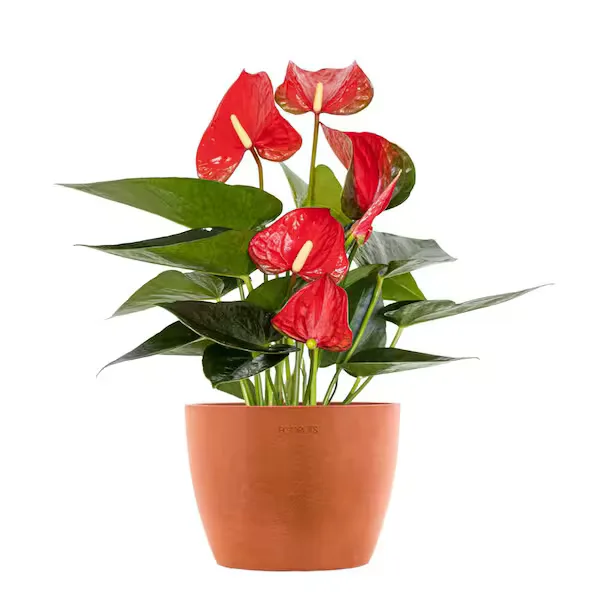 Red Anthurium Plant Red Anthurium Plant