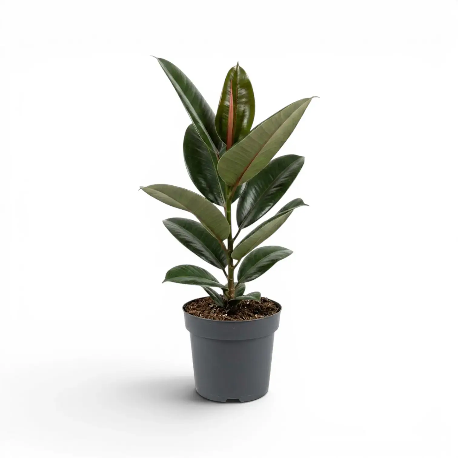 Rubber Plant Rubber Plant