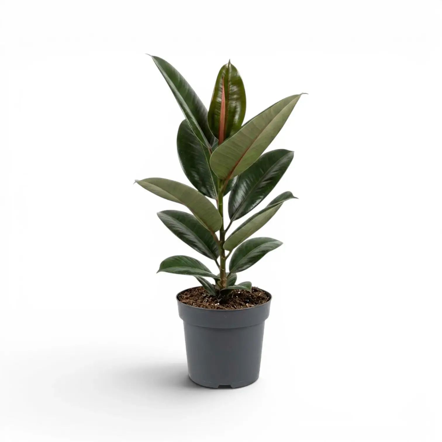 Rubber Plant