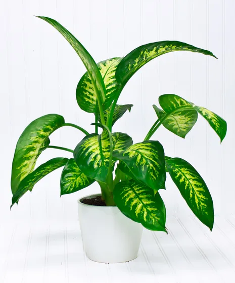 Dieffenbachia Plant Dieffenbachia Plant