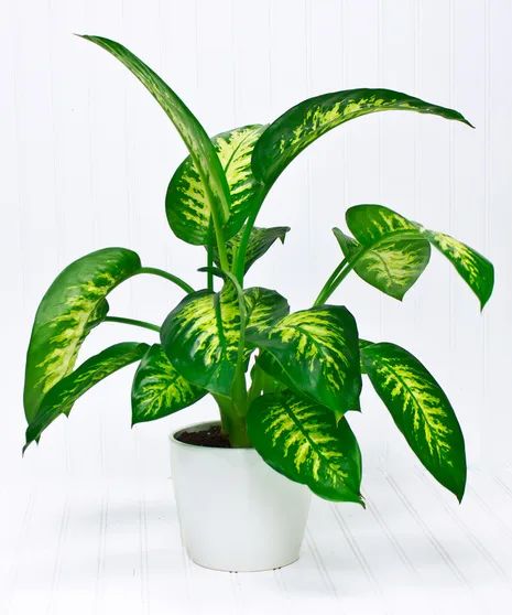 Dieffenbachia Plant