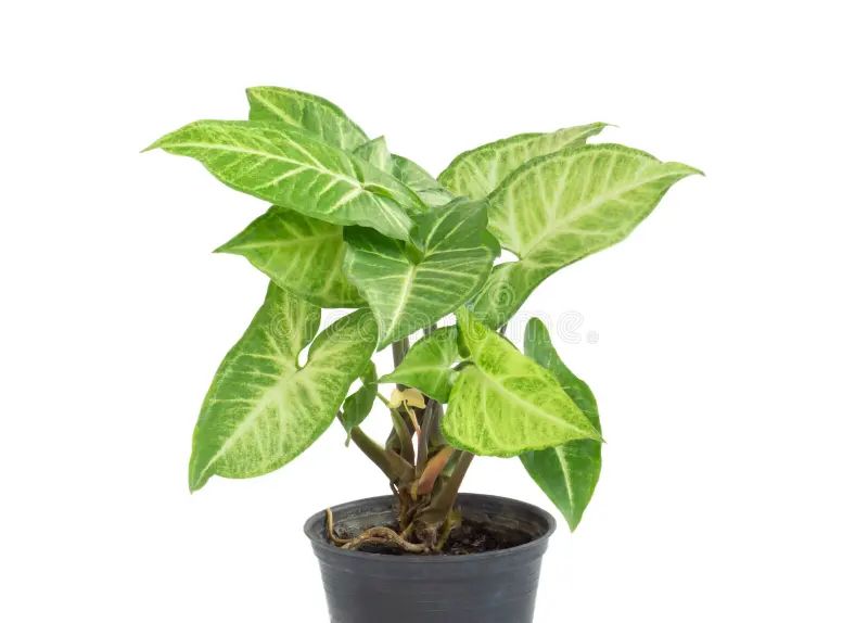 Arrowhead Plant