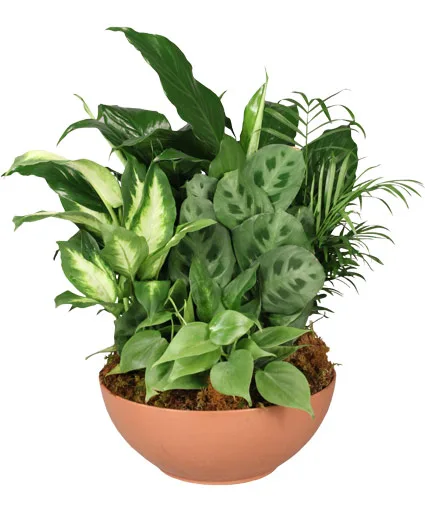 Gift of Green Dish Garden Gift of Green Dish Garden