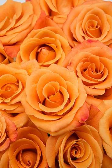Rose Casket Spray Rose Casket Spray