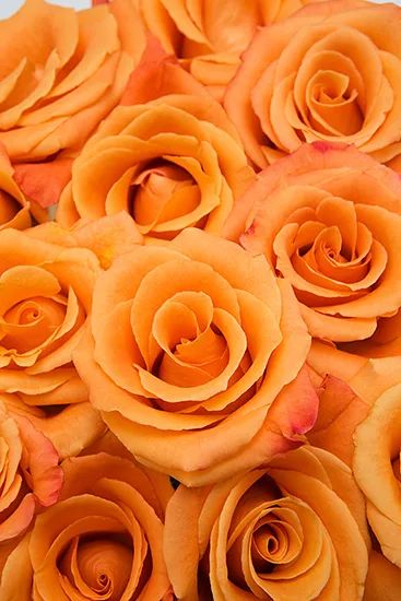 Rose Casket Spray