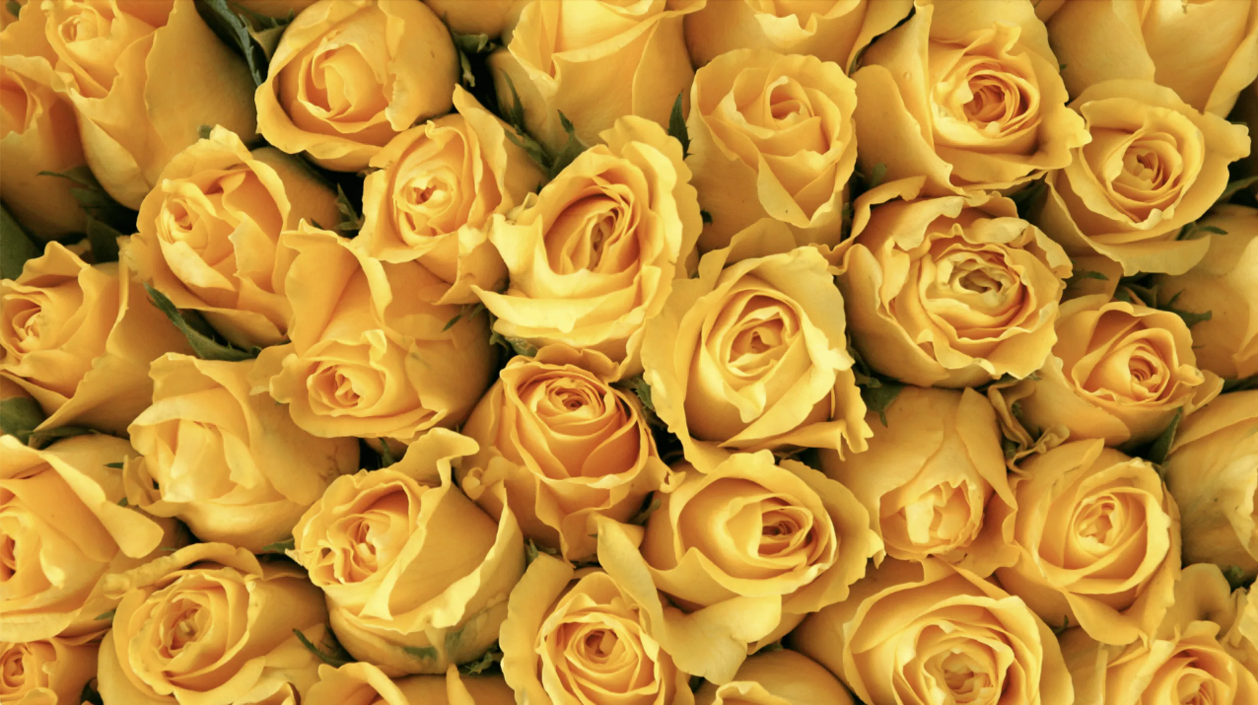 Rose Casket Spray Rose Casket Spray