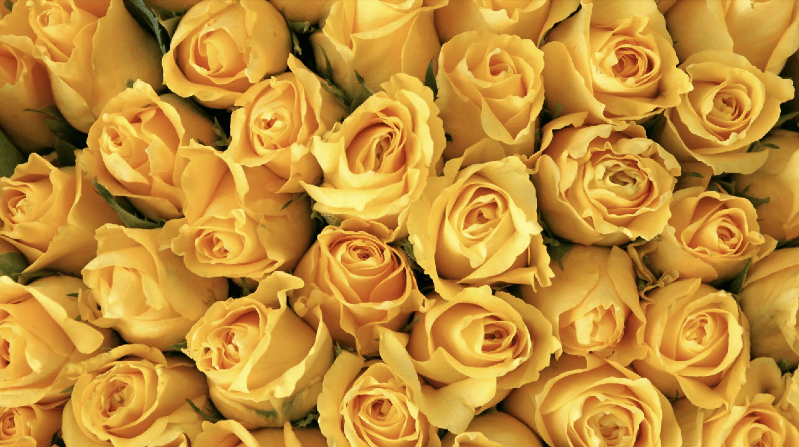 Rose Casket Spray