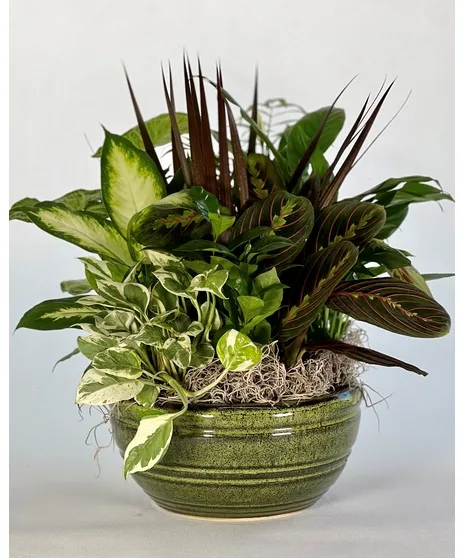 Ceramic Dish Garden Ceramic Dish Garden