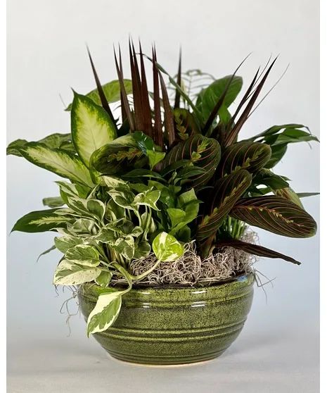 Ceramic Dish Garden