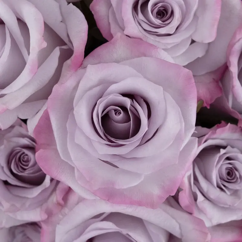Rose Casket Spray Rose Casket Spray