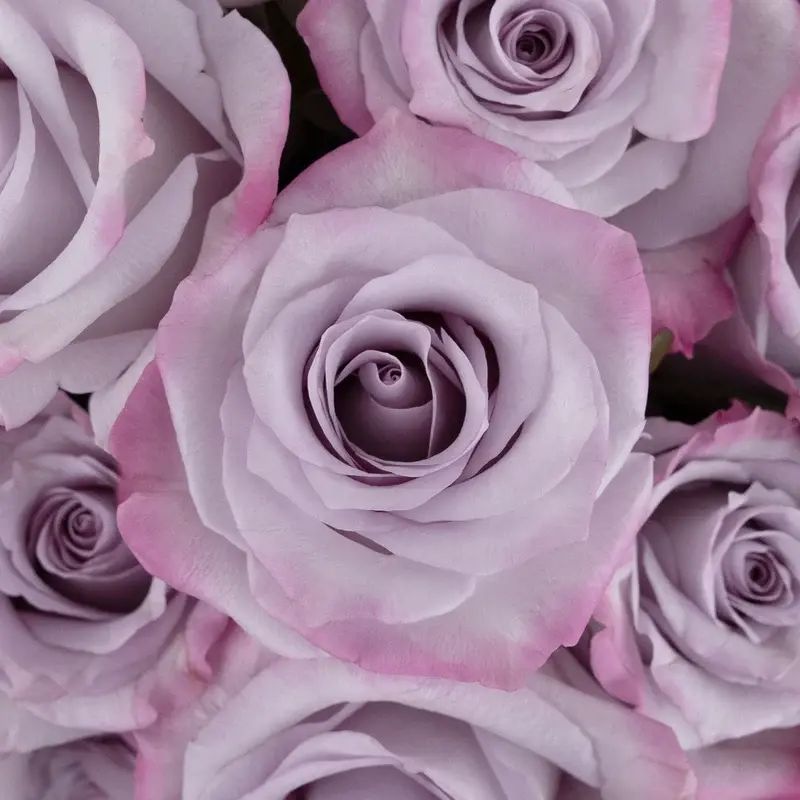 Rose Casket Spray