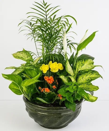 Ceramic Dish Garden
