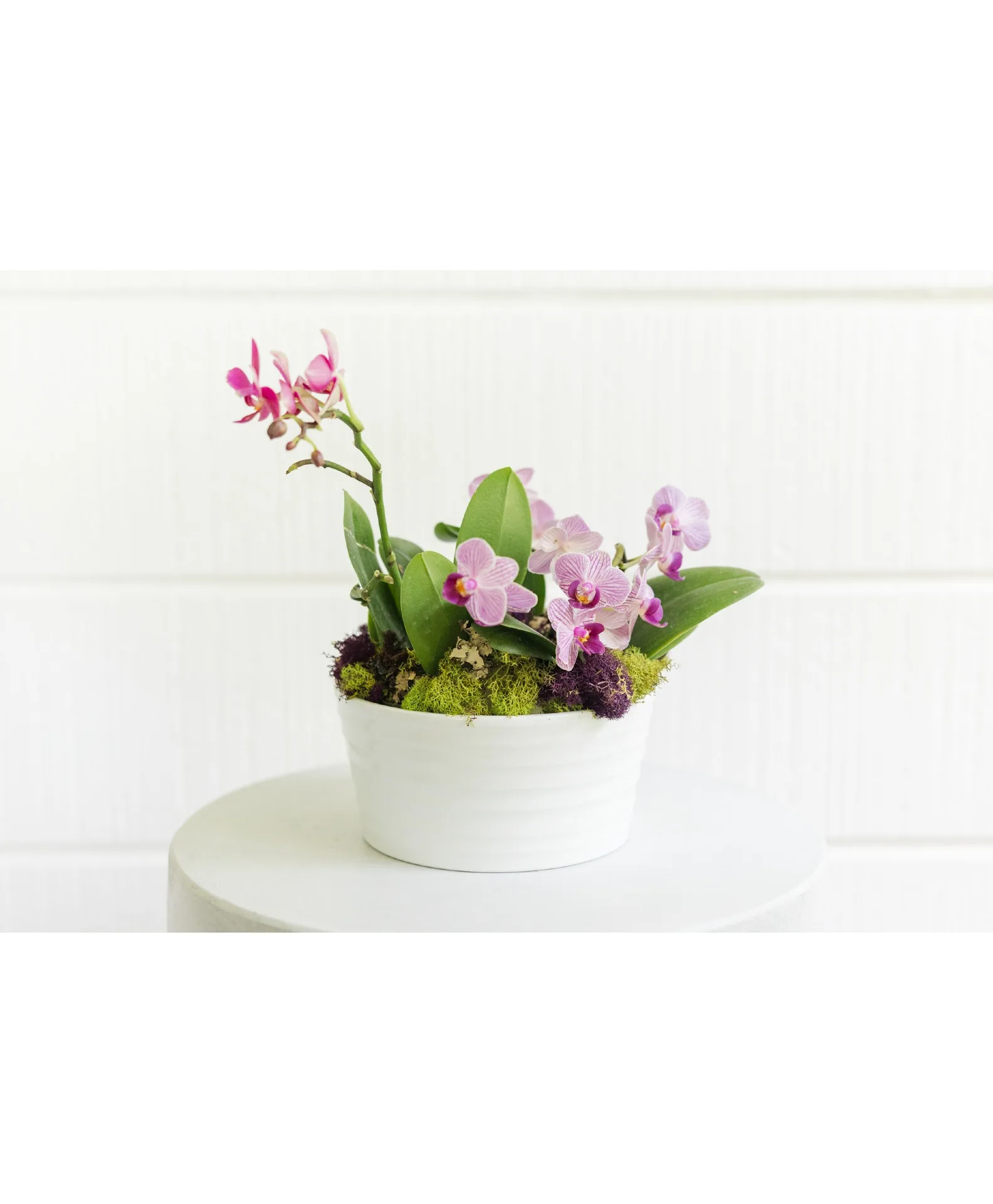 miniature orchid garden miniature orchid garden
