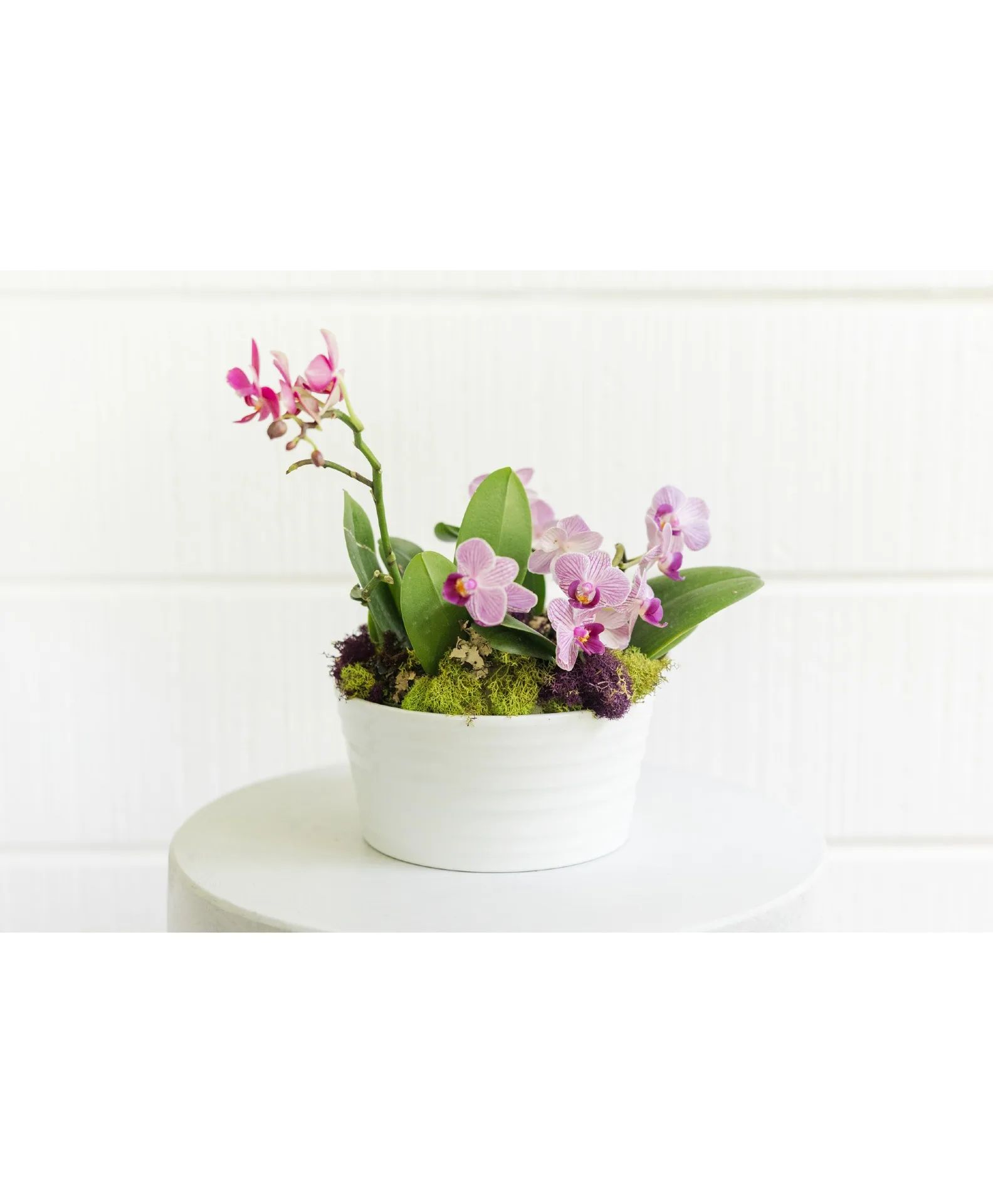 miniature orchid garden