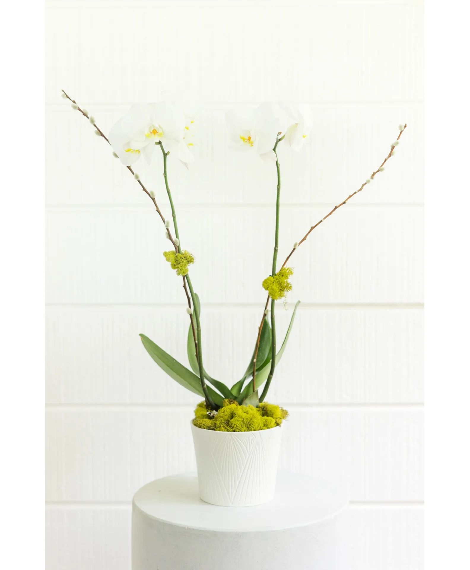 L.D.elegant orchid serenity